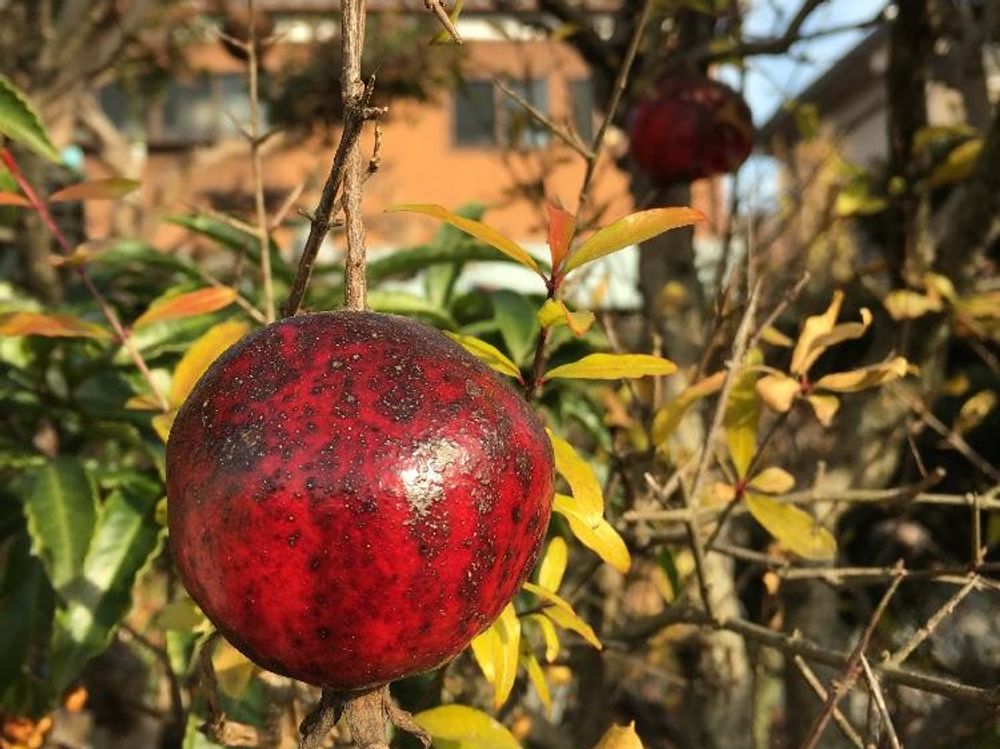 ザクロ　赤い実