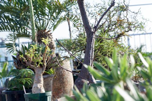 バオバブの育て方 種まきの時期や鉢植え 地植えの方法は Greensnap グリーンスナップ