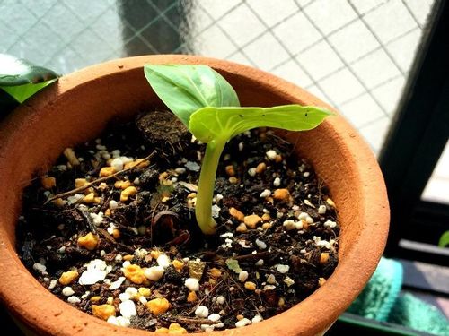 バオバブの育て方 種まきの時期や鉢植え 地植えの方法は Greensnap グリーンスナップ