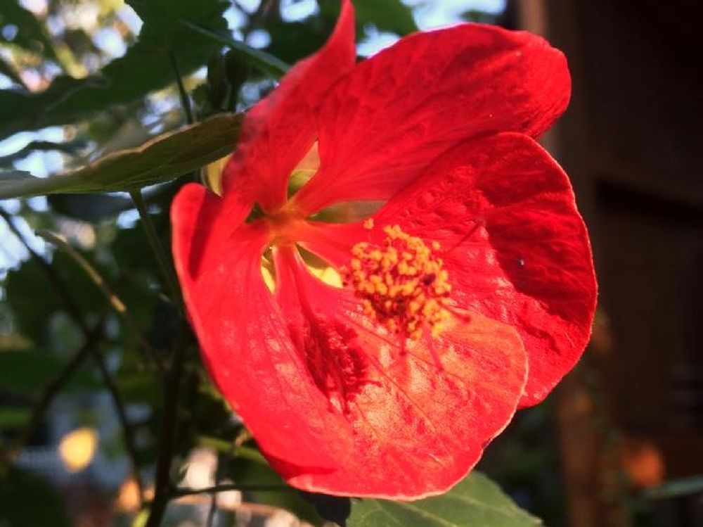 アブチロン　赤い花