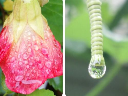 アブチロンの育て方 植え付けや植え替えの時期は Greensnap グリーンスナップ アブチロンの育て方 植え付けや植え替えの時期は Greensnap グリーンスナップ