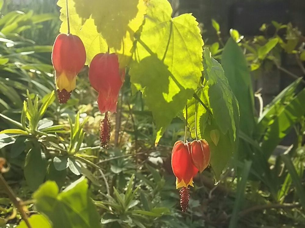 アブチロン　鉢植え