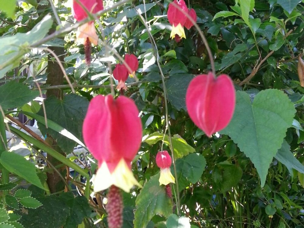 アブチロン　赤い花