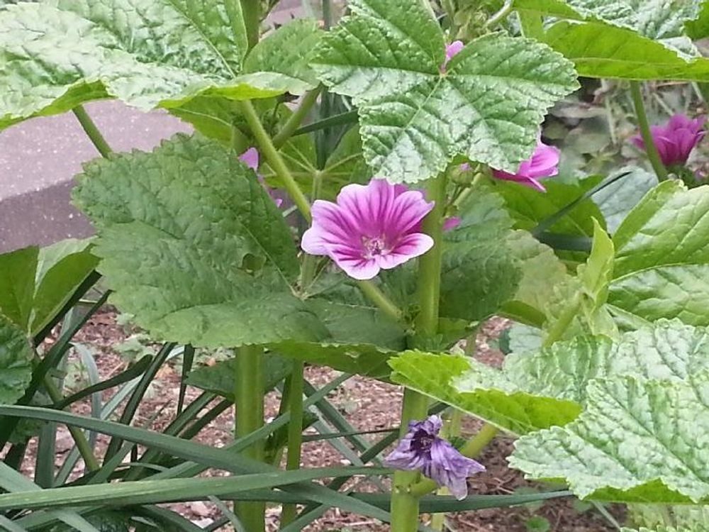 タチアオイ(立葵)　地植え　紫色の花