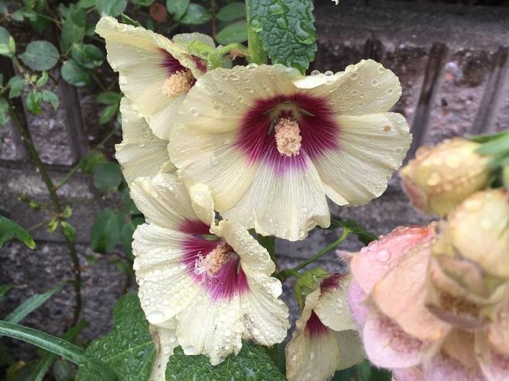 タチアオイ(立葵)　白い花