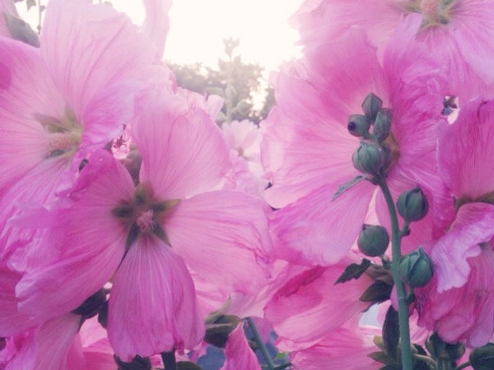 タチアオイ(立葵)　ピンク色の花