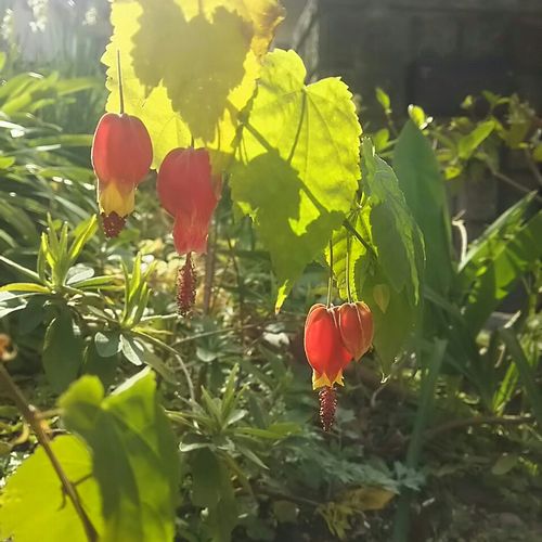 アブチロンの育て方 植え付けや植え替えの時期は Greensnap グリーンスナップ