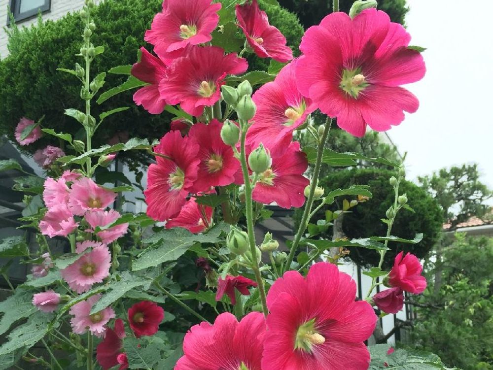 タチアオイ(立葵)　赤い花