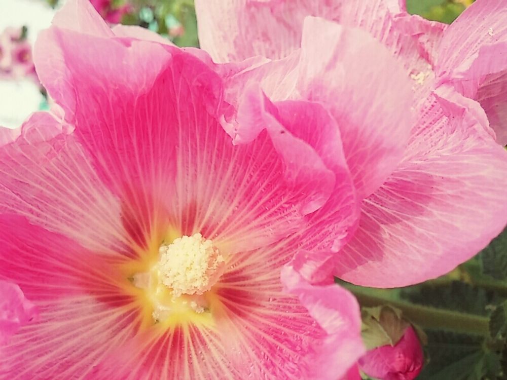 タチアオイ(立葵)　ピンク色の花