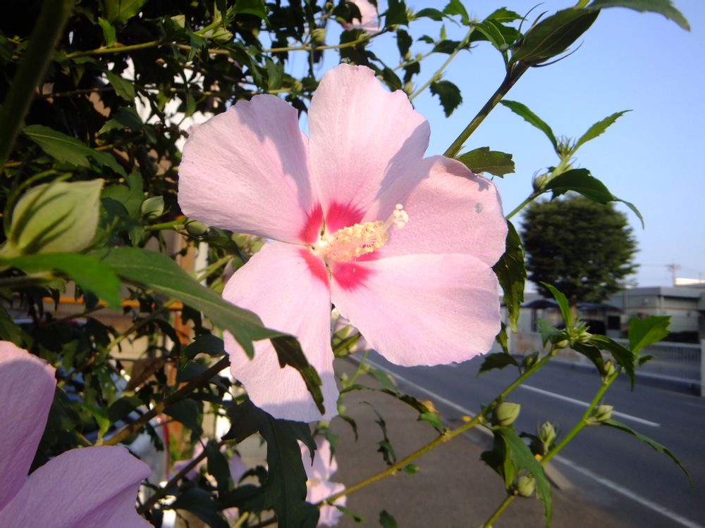 ムクゲ(木槿)　ピンク色の花
