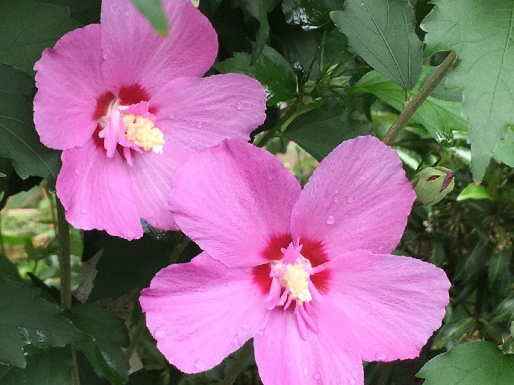 ムクゲ(木槿)　ピンク色の花