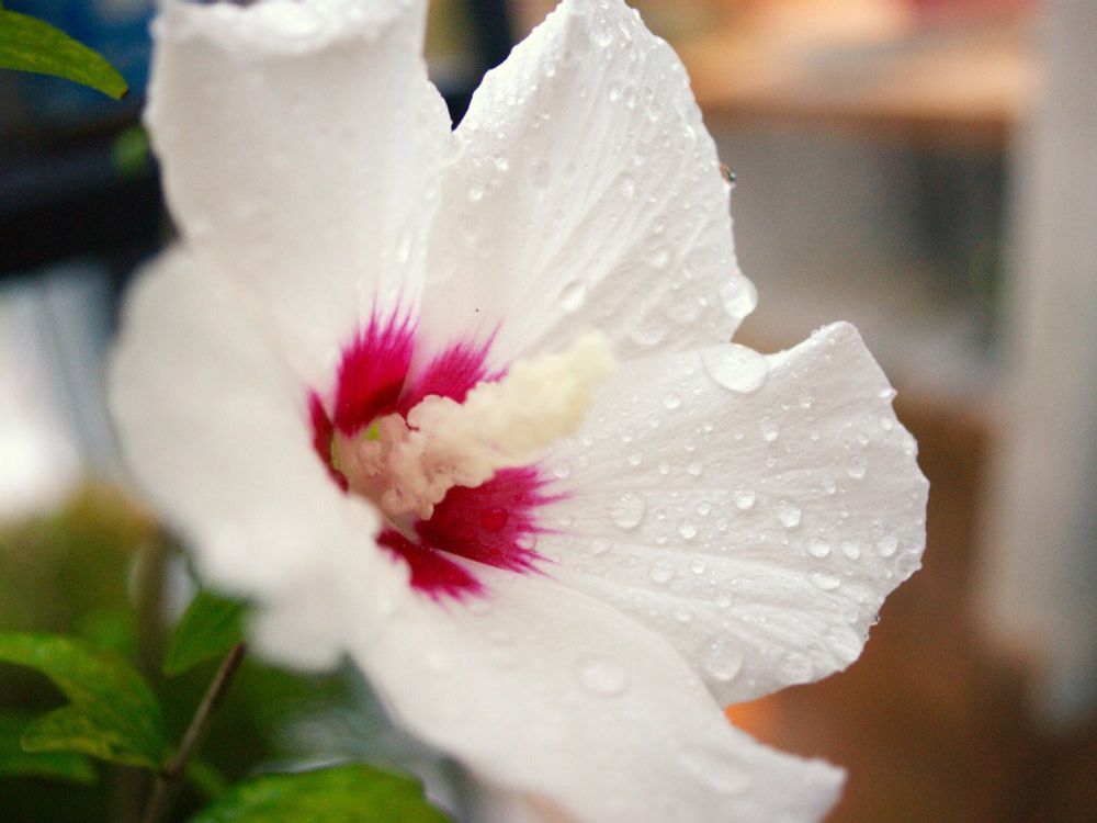 ムクゲ　白い花　水滴