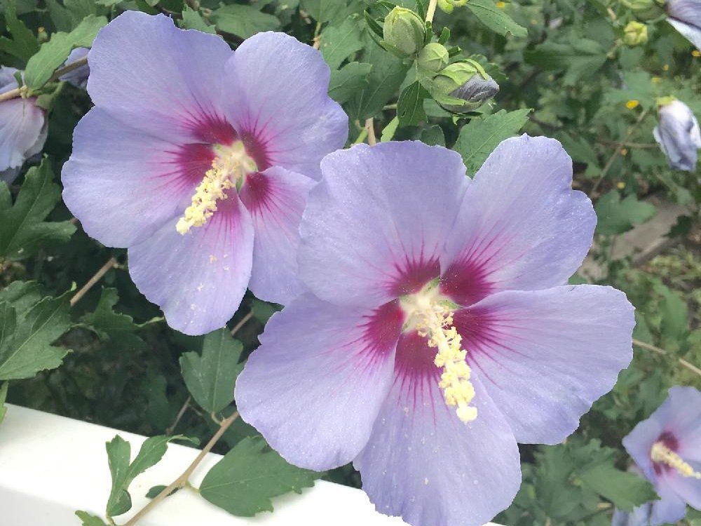 ムクゲ(木槿)　紫の花