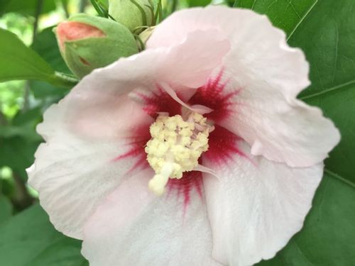 ムクゲ 木槿 の育て方 植え付けや植え替えの時期 剪定方法は Greensnap グリーンスナップ ムクゲ 木槿 の育て方 植え付けや植え替えの時期 剪定方法は Greensnap グリーンスナップ