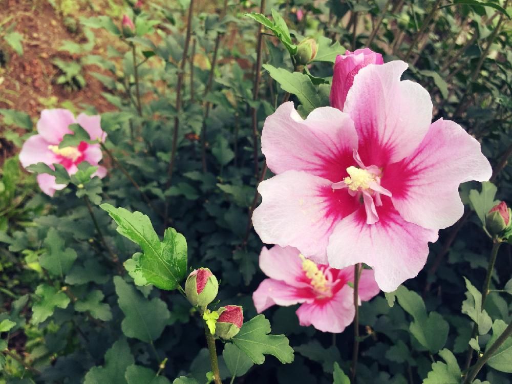 ムクゲ(木槿)　ピンク色の花