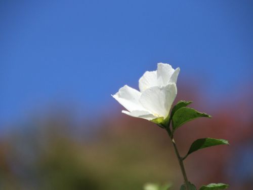 ムクゲ 木槿 の育て方 植え付けや植え替えの時期 剪定方法は Greensnap グリーンスナップ