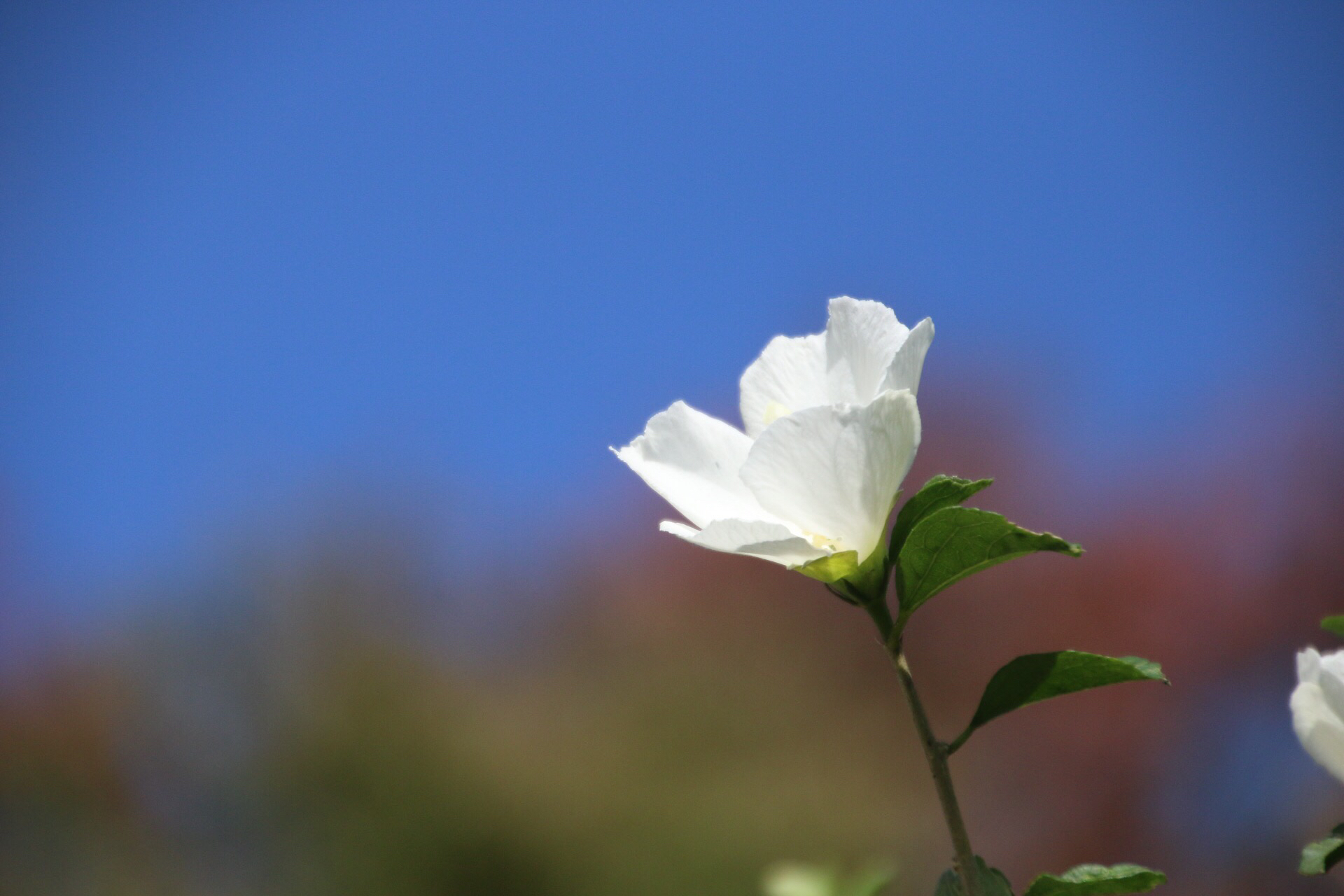 ムクゲ 木槿 の育て方 植え付けや植え替えの時期 剪定方法は Greensnap グリーンスナップ