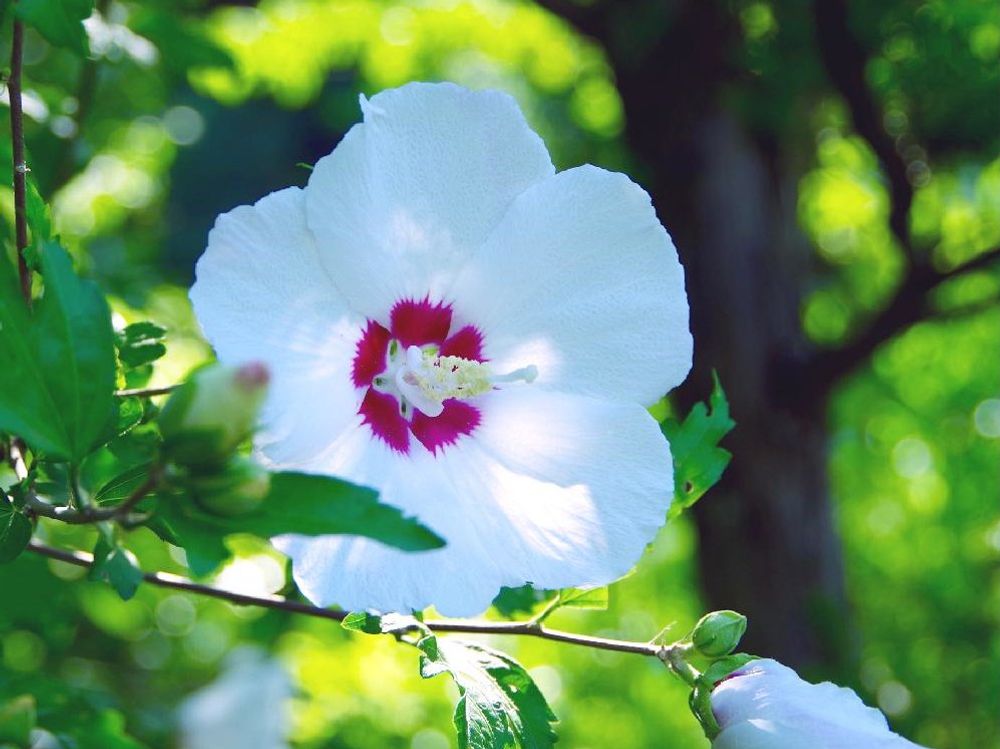 ムクゲ(木槿)　白い花