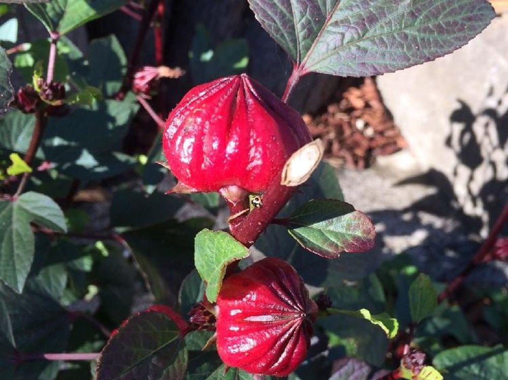 ローゼル　赤い実