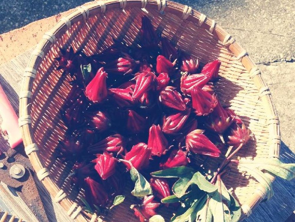 ローゼル　収穫した赤い実