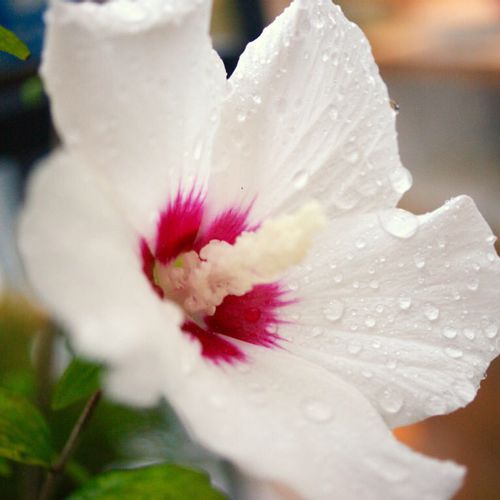 ムクゲ 木槿 の育て方 植え付けや植え替えの時期 剪定方法は Greensnap グリーンスナップ