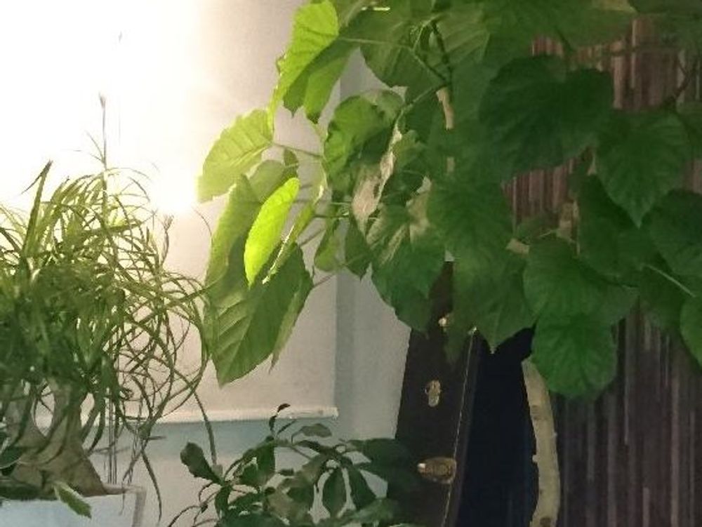 ミラクルフルーツ　屋内　鉢植え