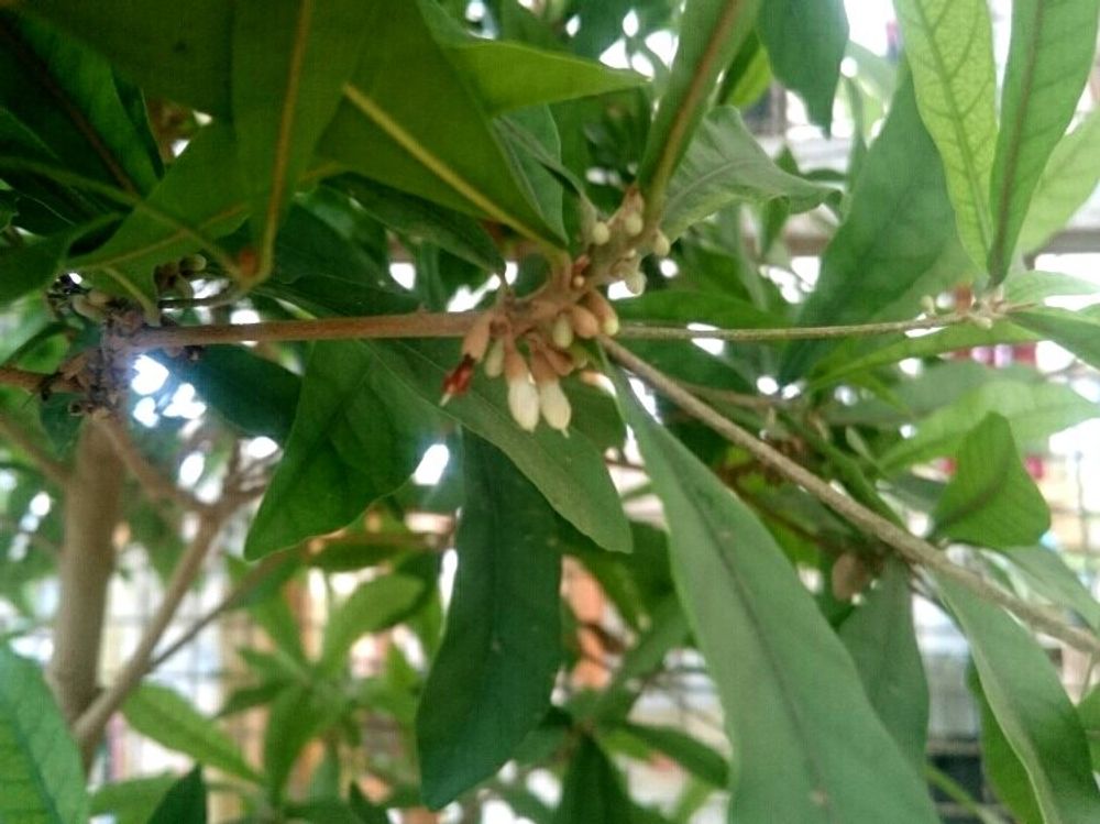 ミラクルフルーツ　葉