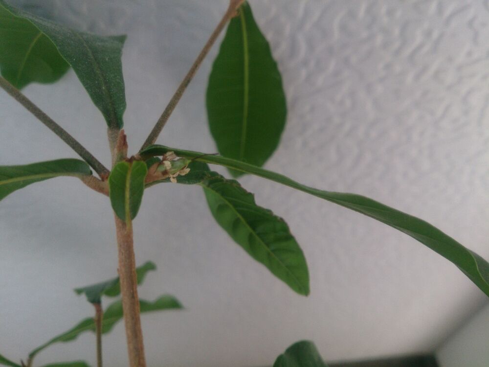 ミラクルフルーツ　葉