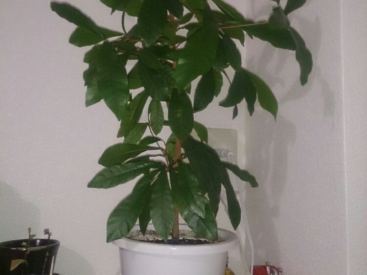 ミラクルフルーツの育て方｜苗の植え付け方や置き場所は