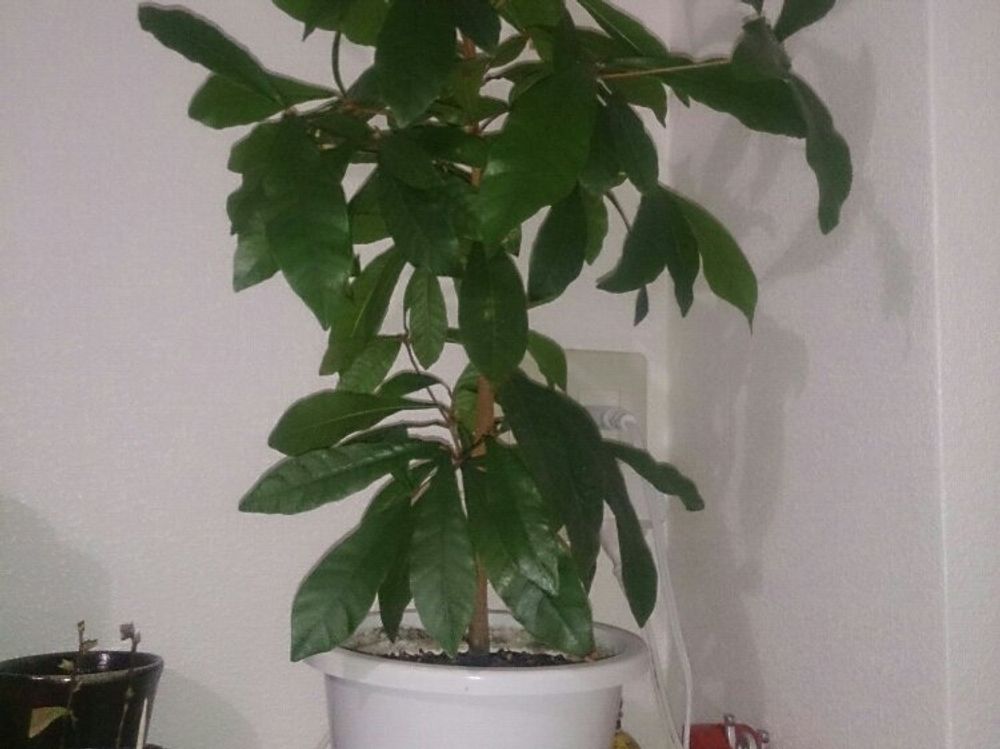 ミラクルフルーツ　鉢植え　葉