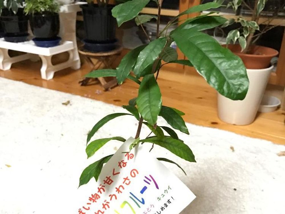 ミラクルフルーツ　鉢植え