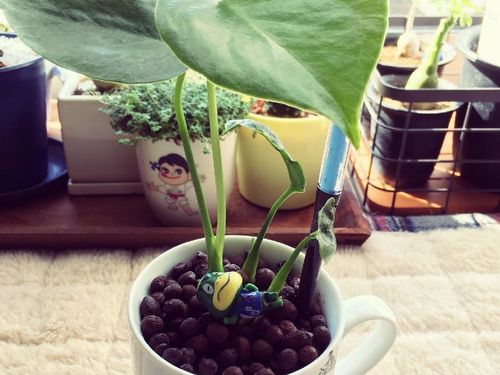 モンステラの育て方 水やり頻度や広がるときの対処法は Greensnap グリーンスナップ