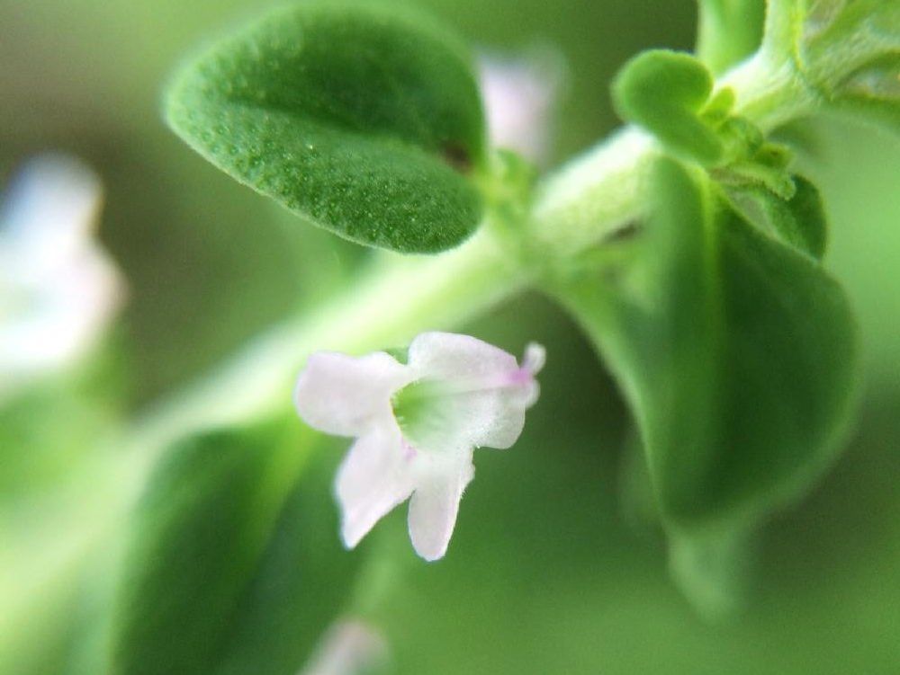 タイム　半透明の花