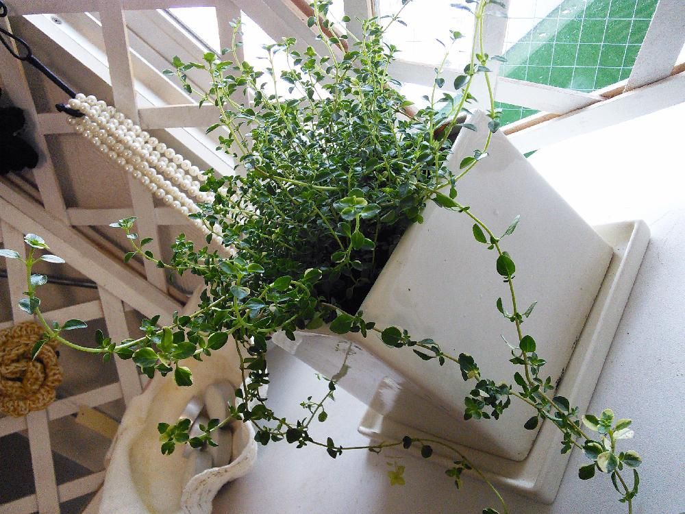 タイム　鉢植え　窓際