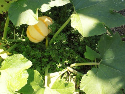 タイムの育て方 地植えや鉢植えでの栽培方法とは Greensnap グリーンスナップ