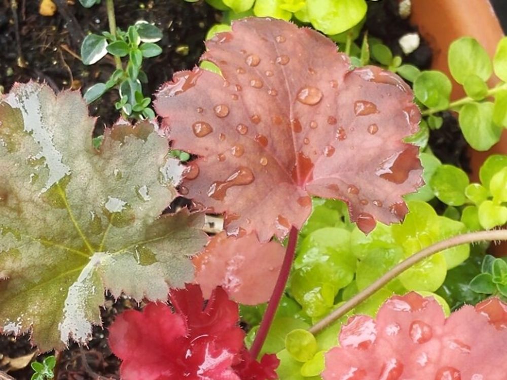 タイム　葉　水滴