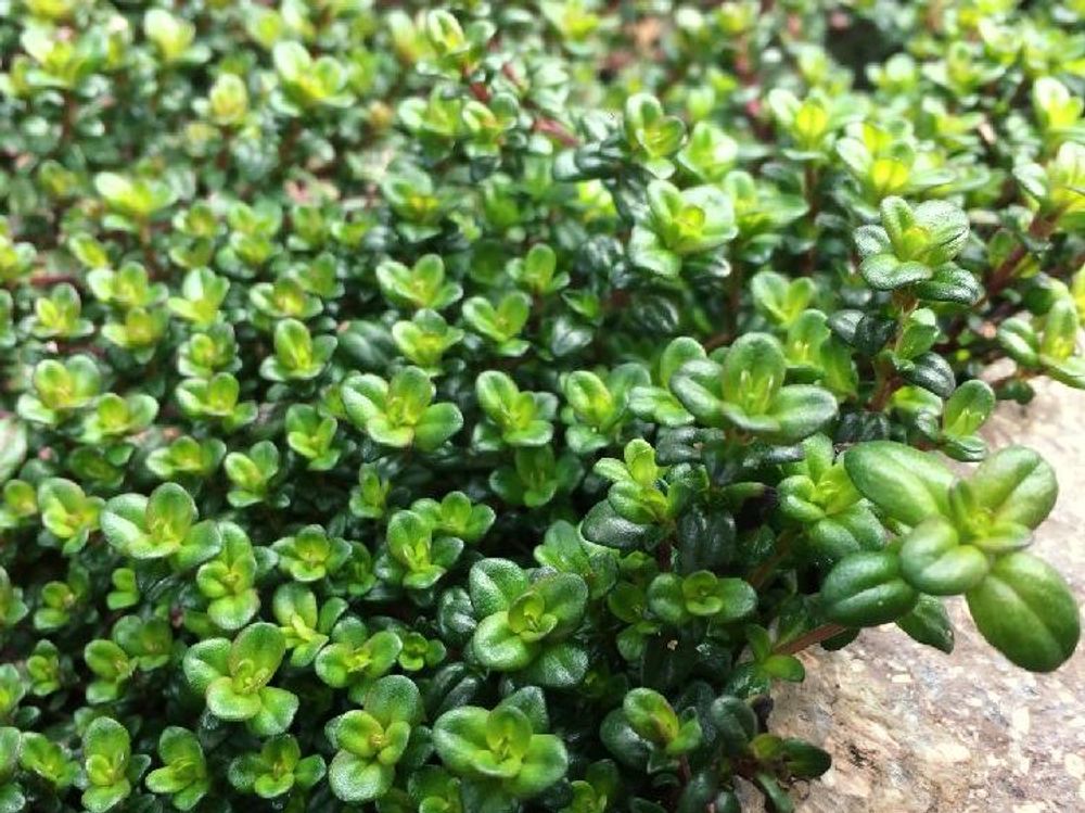 タイム　地植え