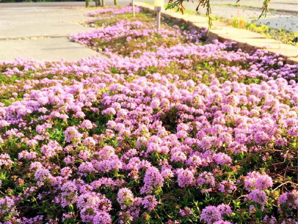 タイム　ピンク色の花　花畑