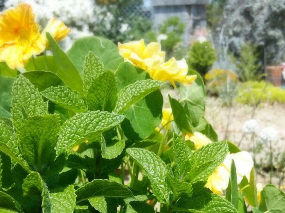 ミント　葉　黄色い花