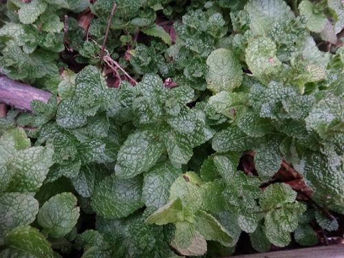 ミントの育て方 植え替え時期や水やりの頻度は 地植え栽培もok Greensnap グリーンスナップ