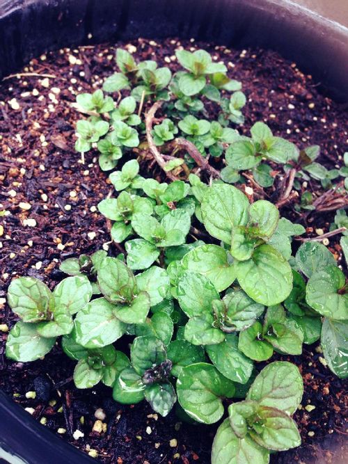 ミントの育て方 植え替え時期や水やりの頻度は 地植え栽培もok Greensnap グリーンスナップ ミントの育て方 植え替え時期や水やりの頻度は 地植え栽培もok Greensnap グリーンスナップ