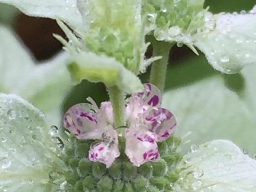 ミントの育て方 植え替え時期や水やりの頻度は 地植え栽培もok Greensnap グリーンスナップ