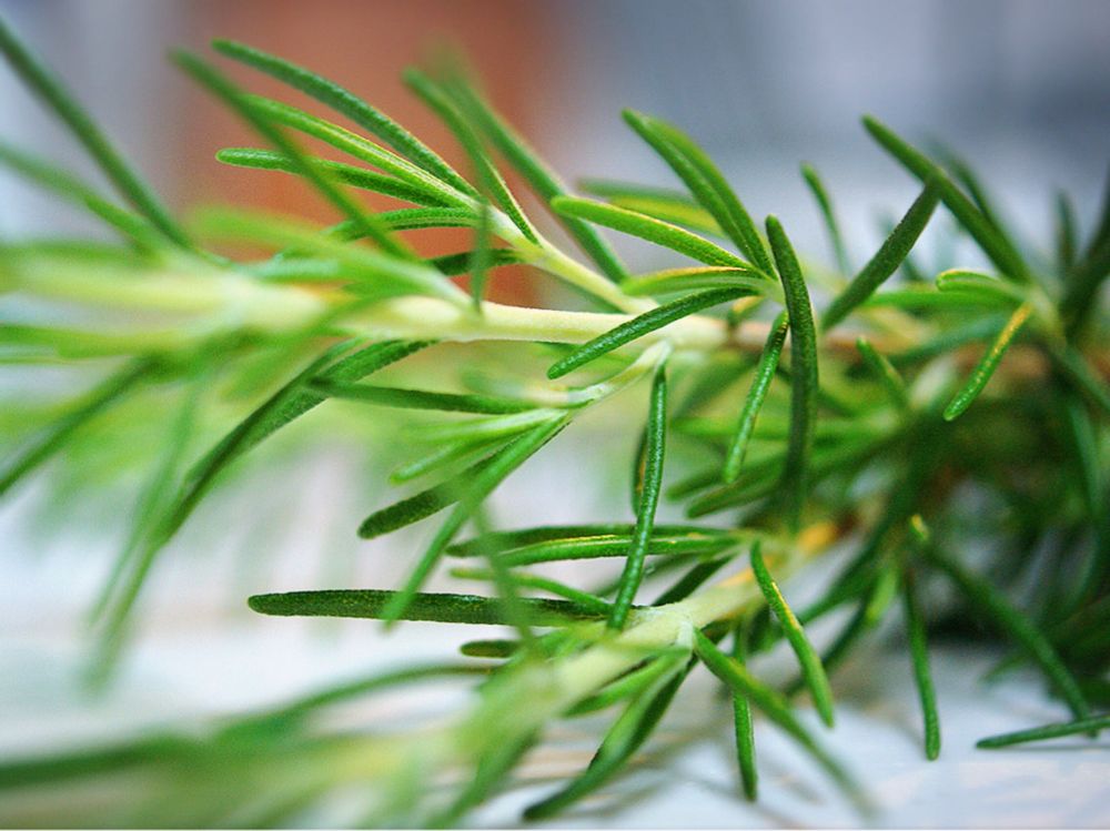 ローズマリー　葉