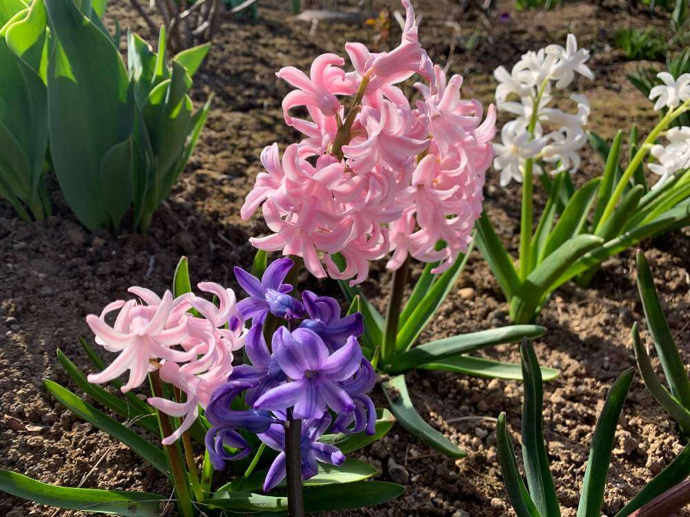 ユニークヒヤシンス 別名 最高の花の画像