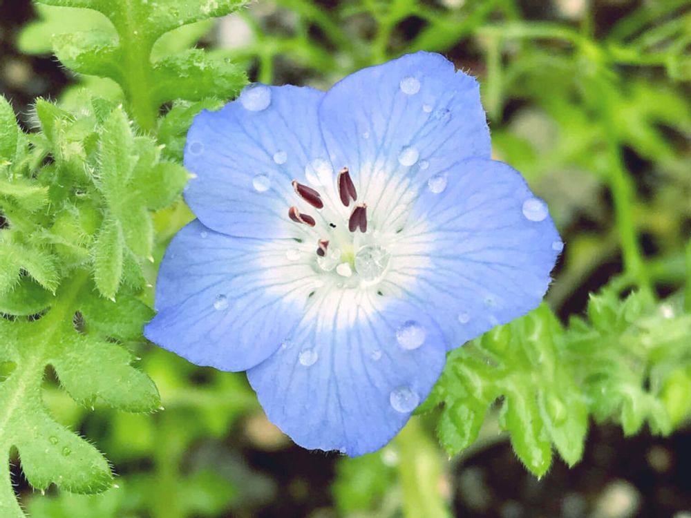 写真：ネモフィラの花に水滴がついている