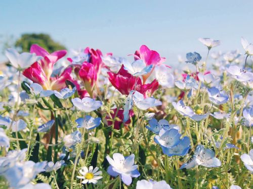 ネモフィラの育て方 種まきや苗の植え付け時期は こぼれ種でも育つ Greensnap グリーンスナップ