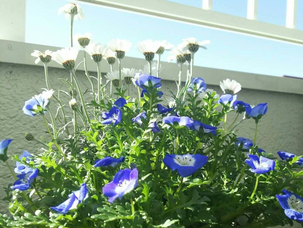 写真：ネモフィラによく日が当たっている様子