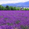 ラベンダーの育て方｜地植え・鉢植え栽培のコツ！初心者でも枯らさず育てるには？の画像