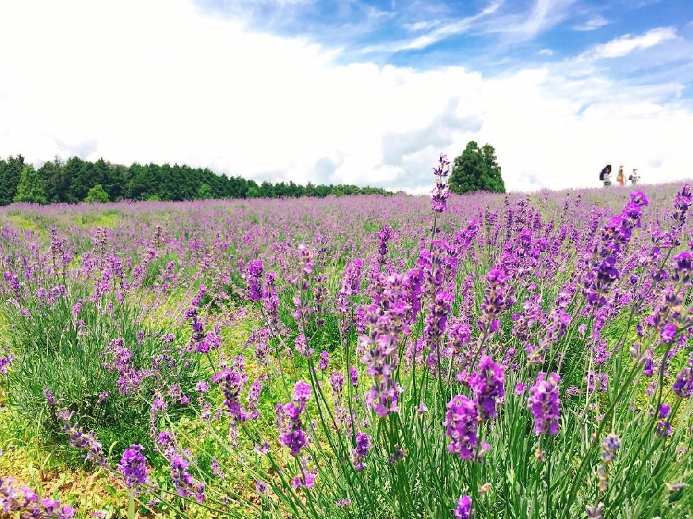 ラベンダー　風景　ピンク色の花