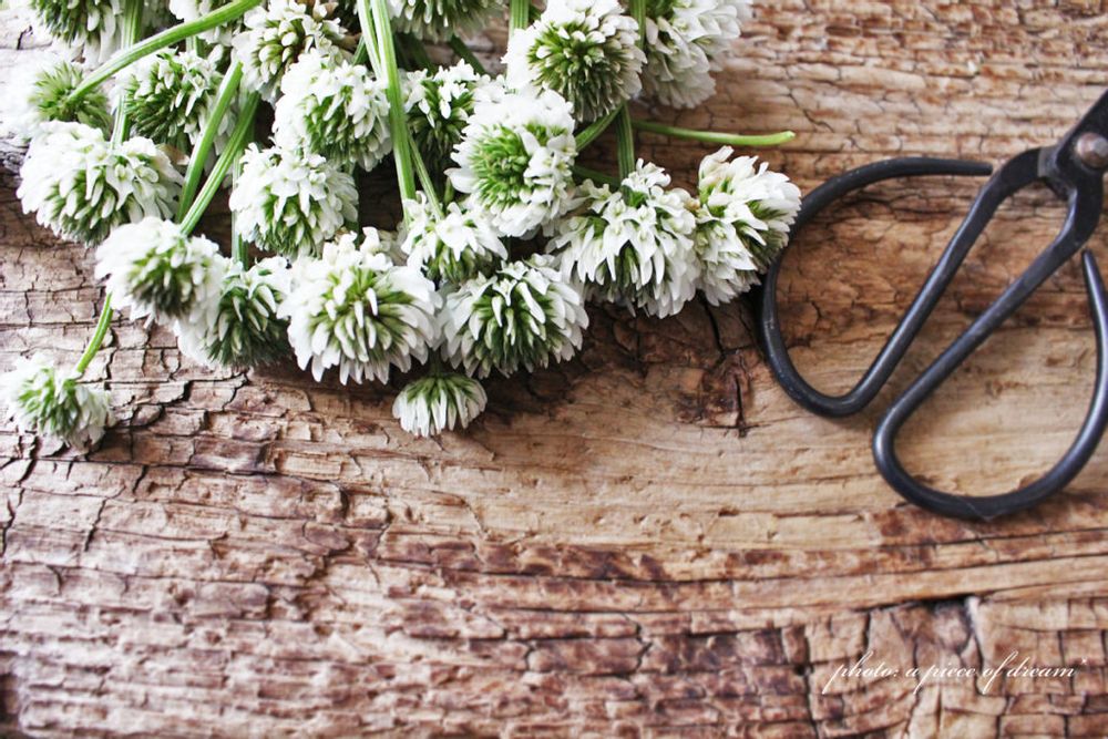 花冠 作り方 シロツメクサ